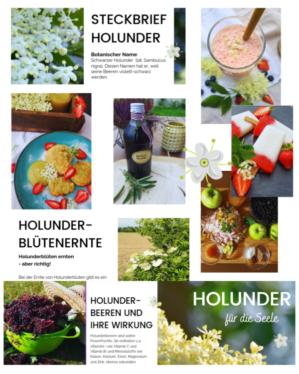E-Book Holunder – Bild 2