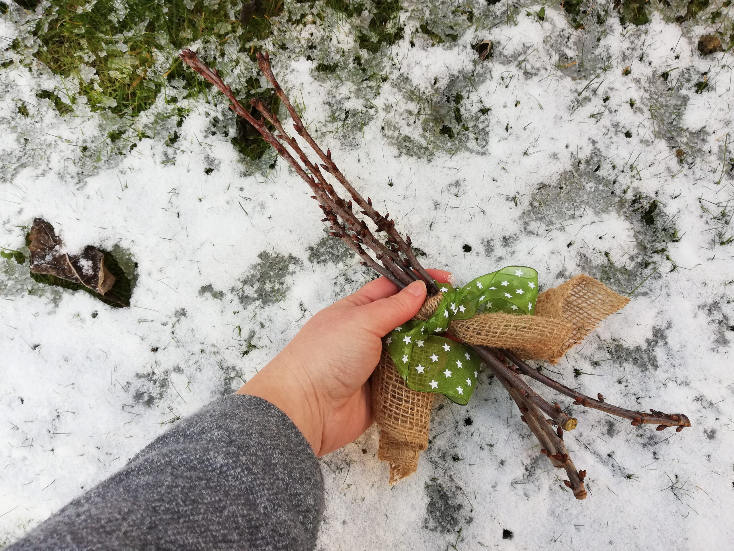 Barbarazweige - Ein Wunderschöner Brauch In Der Weihnachtszeit ...